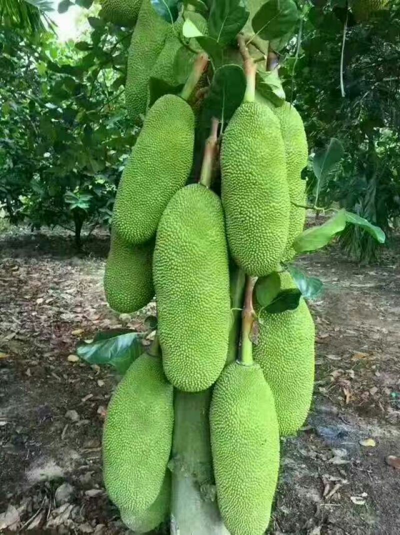 菠萝蜜