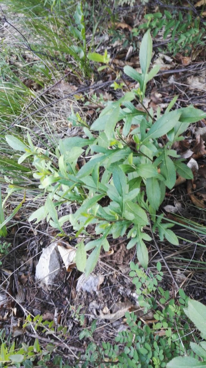 苍术野生每天500斤左右