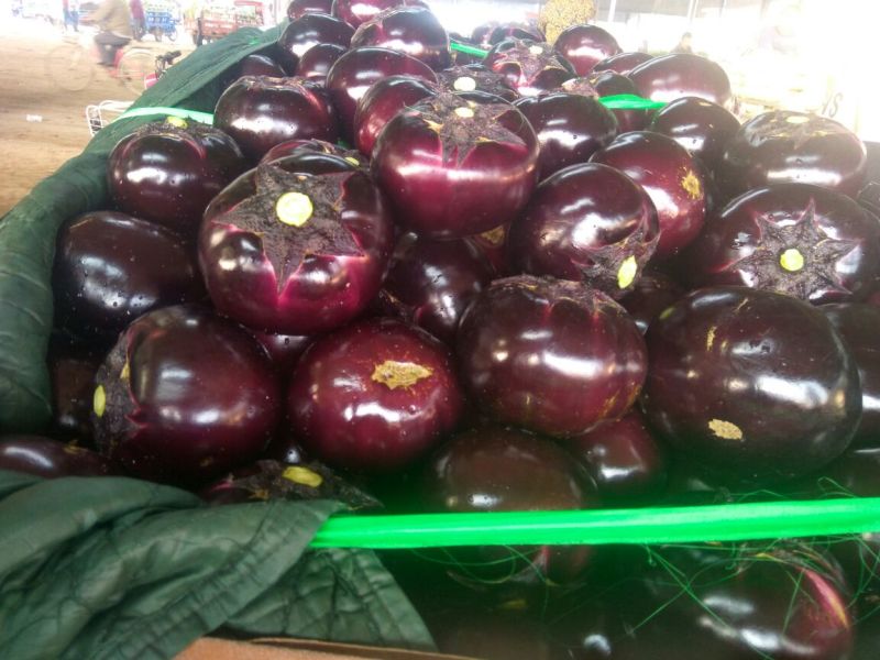 圆茄5两以上种植面具大圆茄质量好