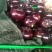 圆茄5两以上种植面具大圆茄质量好
