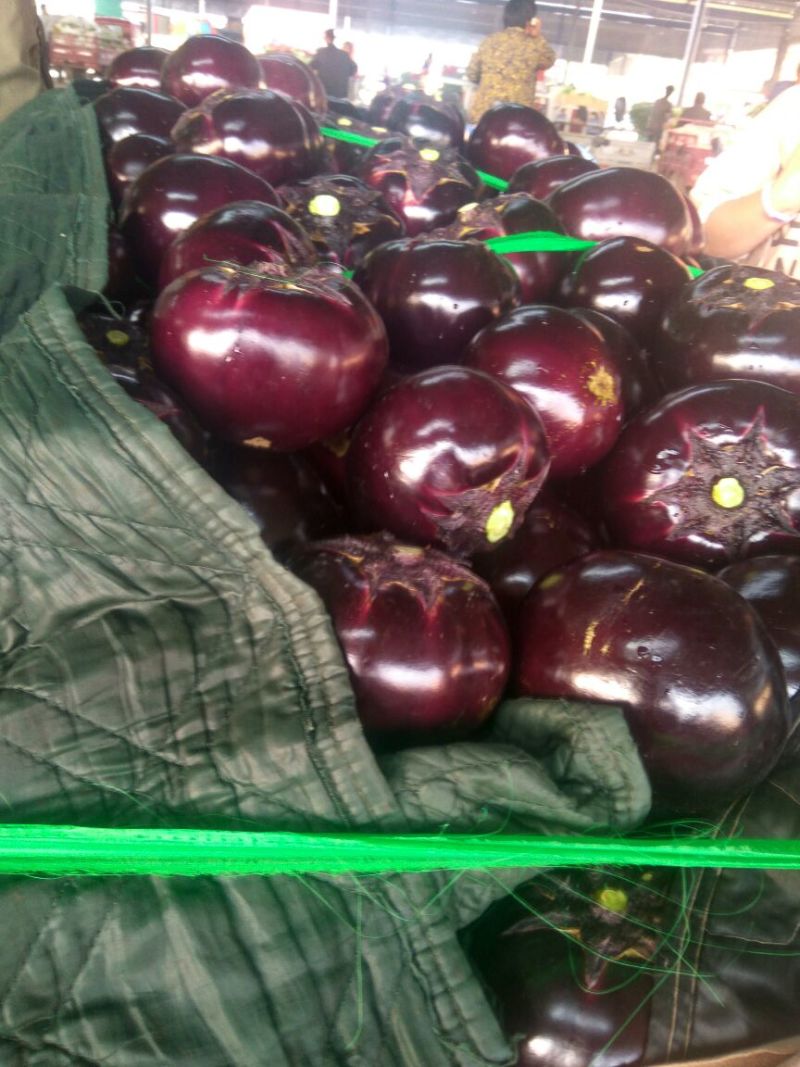 圆茄5两以上种植面具大圆茄质量好