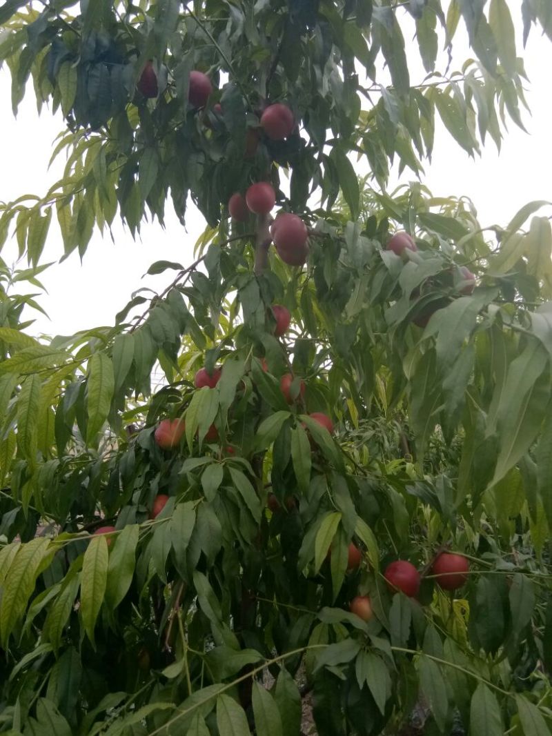 红珊瑚