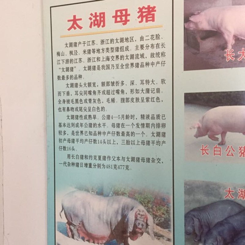 太湖母猪