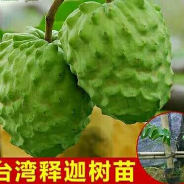 释迦苗10~30cm