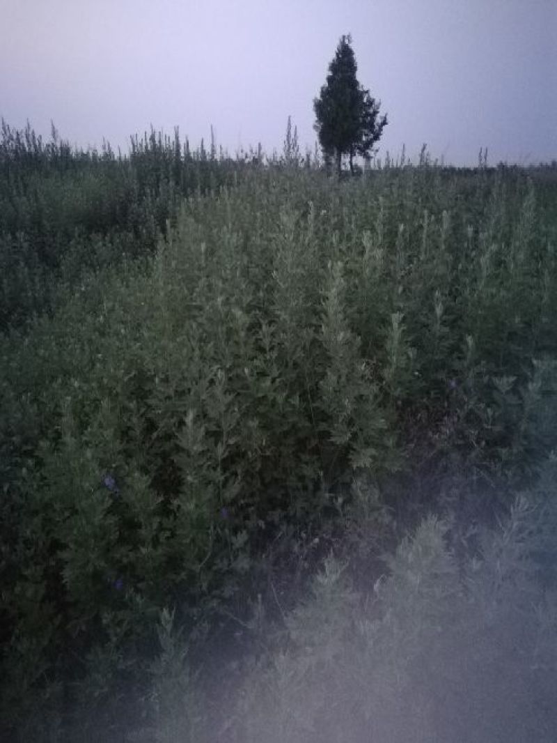 艾叶全叶统