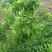 三华李树苗10~20cm