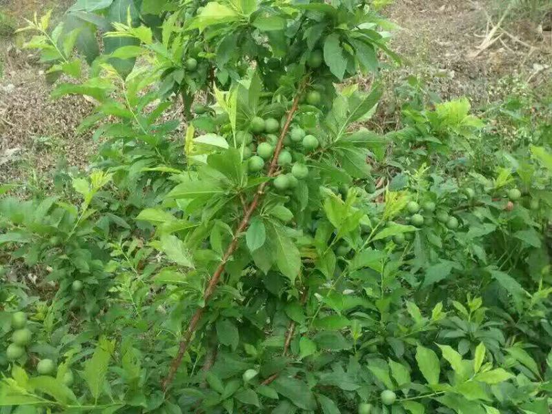 三华李树苗10~20cm