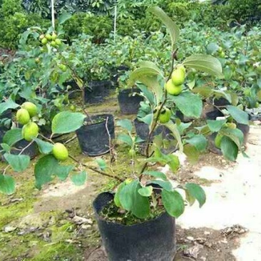 大枣苗30cm以下