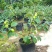 大枣苗30cm以下