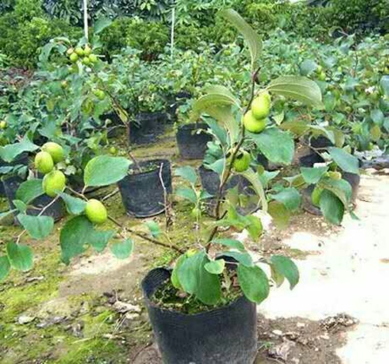 大枣苗30cm以下