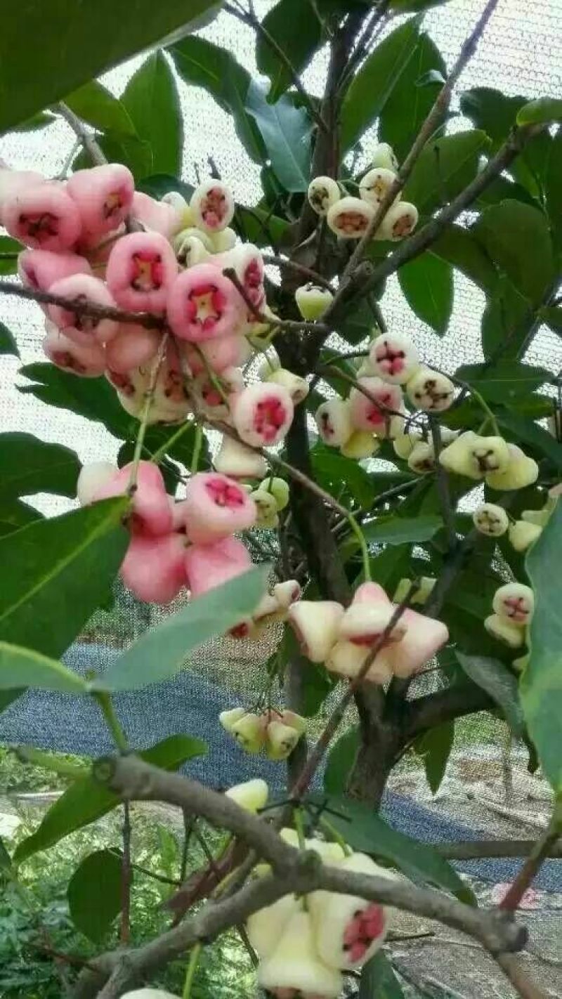 红莲雾果树苗