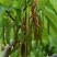 长果桑树苗10~20cm