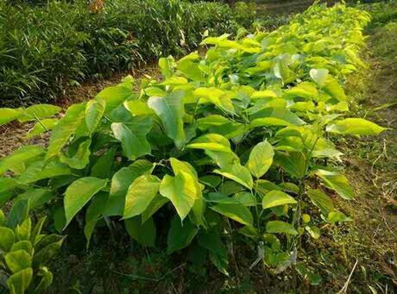 长果桑树苗10~20cm