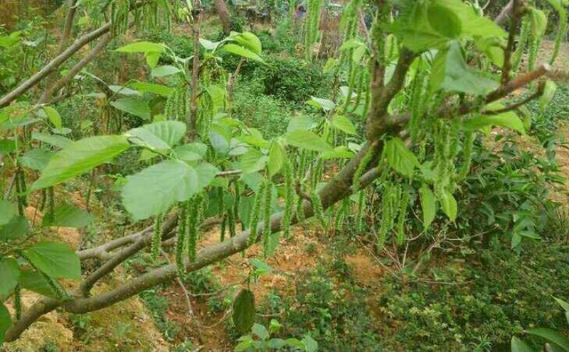 长果桑树苗10~20cm