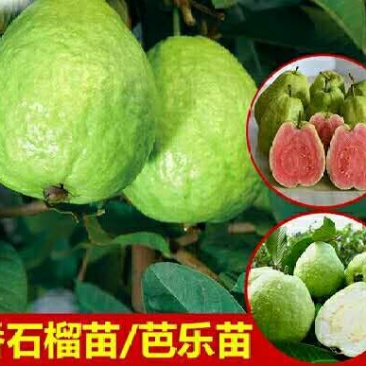 西瓜番石榴苗30cm以下