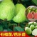 西瓜番石榴苗30cm以下