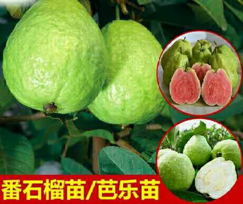 西瓜番石榴苗30cm以下