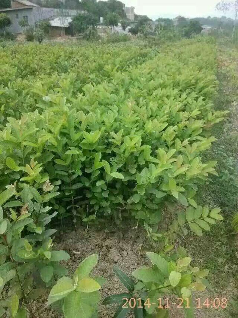 西瓜番石榴苗30cm以下