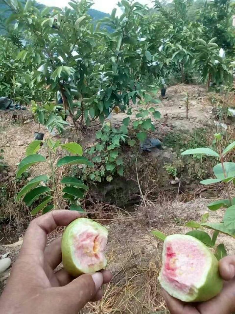 西瓜番石榴苗30cm以下