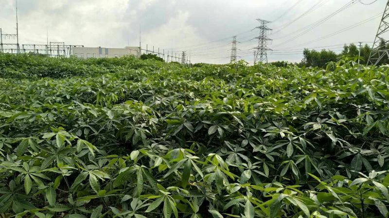 发财树带盆栽好