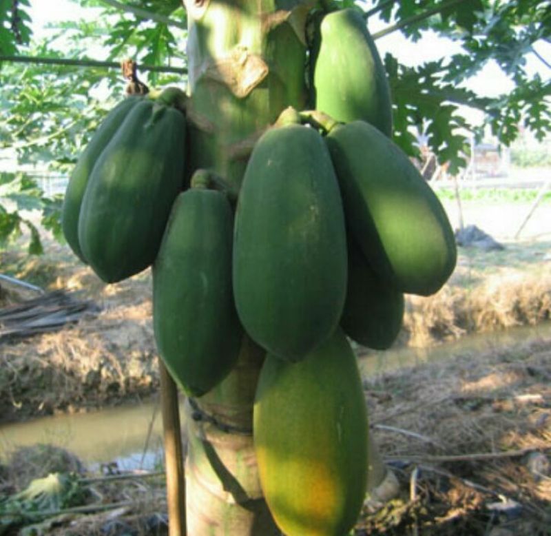 木瓜树苗10~20cm
