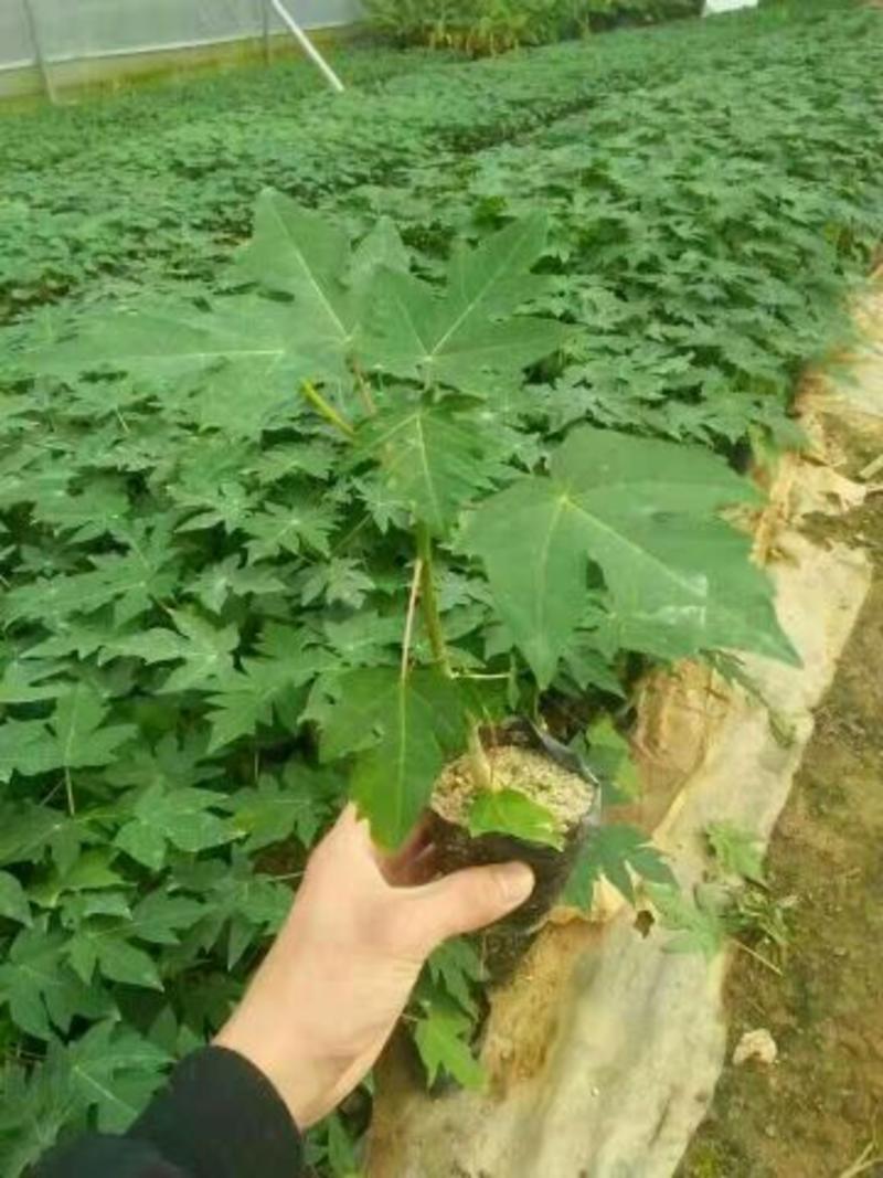 木瓜树苗10~20cm