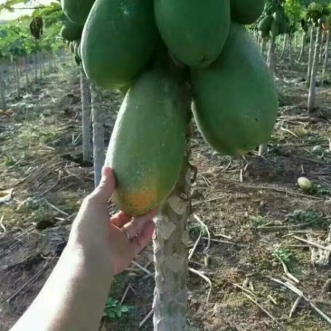 木瓜树苗10~20cm