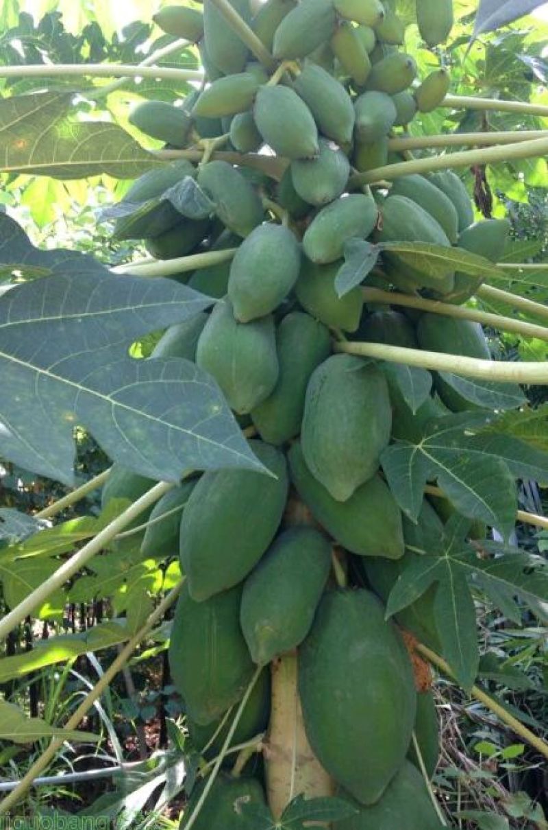 木瓜树苗10~20cm