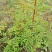花椒苗0.5~1年大红袍，苗子粗壮