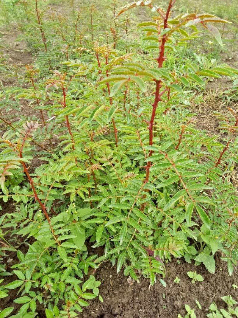 花椒苗0.5~1年大红袍，苗子粗壮