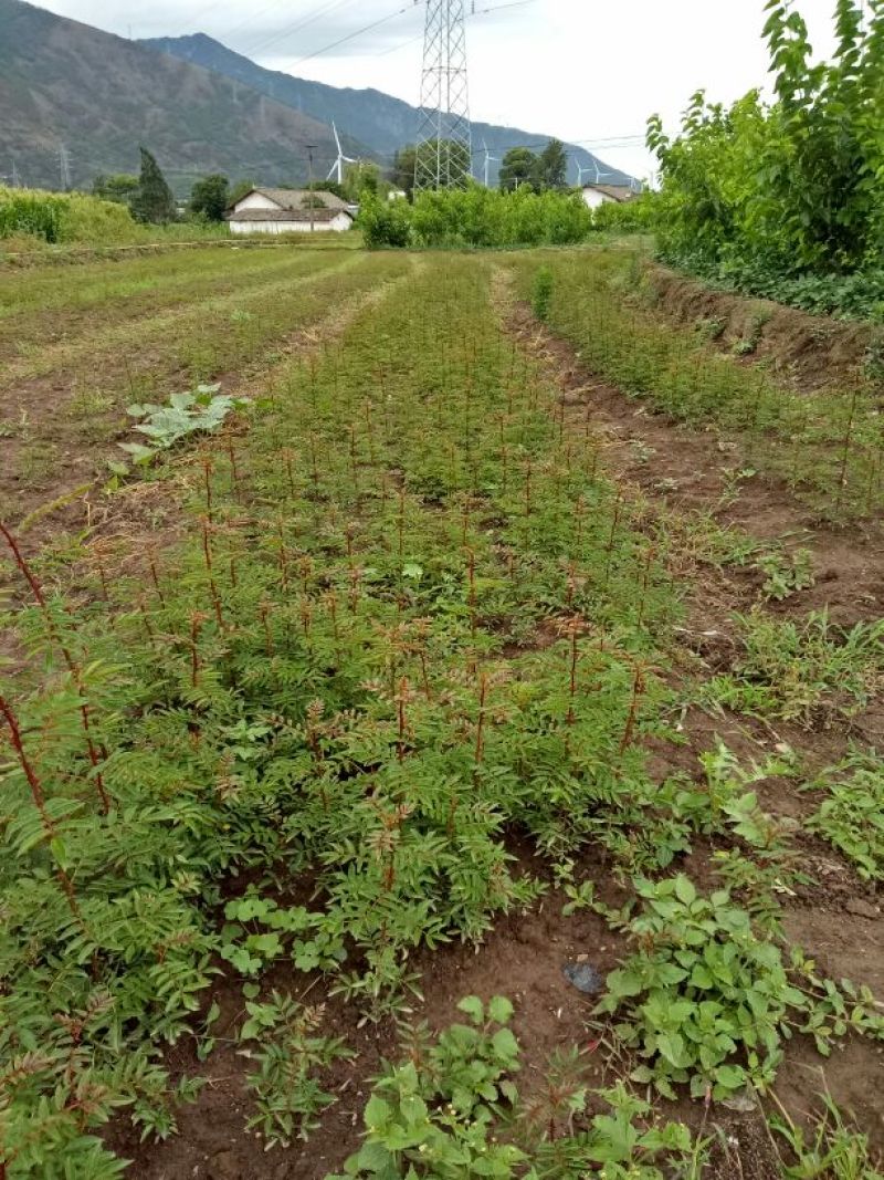花椒苗0.5~1年大红袍，苗子粗壮