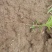 花椒苗0.5~1年大红袍，苗子粗壮