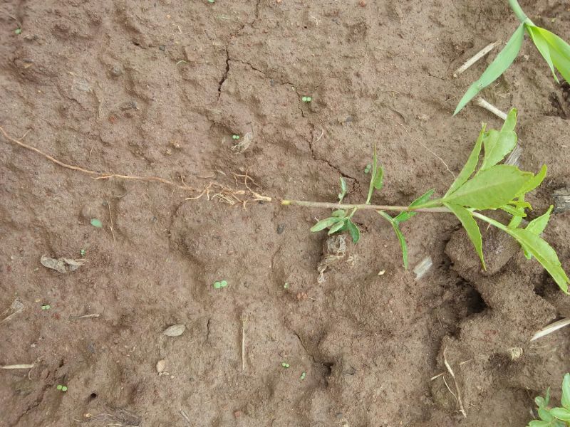 花椒苗0.5~1年大红袍，苗子粗壮