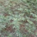 花椒苗0.5~1年大红袍，苗子粗壮