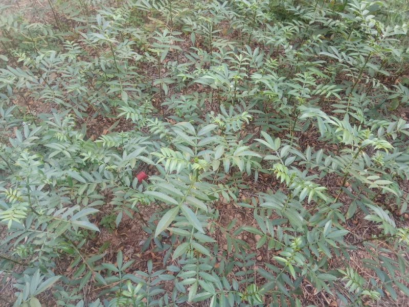 花椒苗0.5~1年大红袍，苗子粗壮