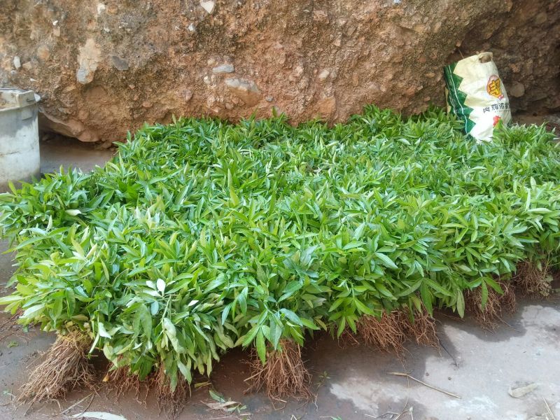 花椒苗0.5~1年大红袍，苗子粗壮