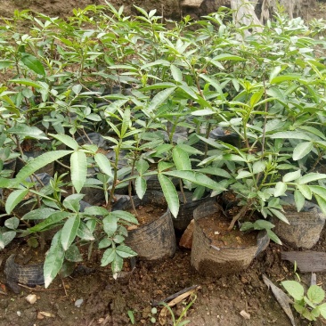 花椒苗0.5~1年大红袍，苗子粗壮