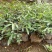 花椒苗0.5~1年大红袍，苗子粗壮