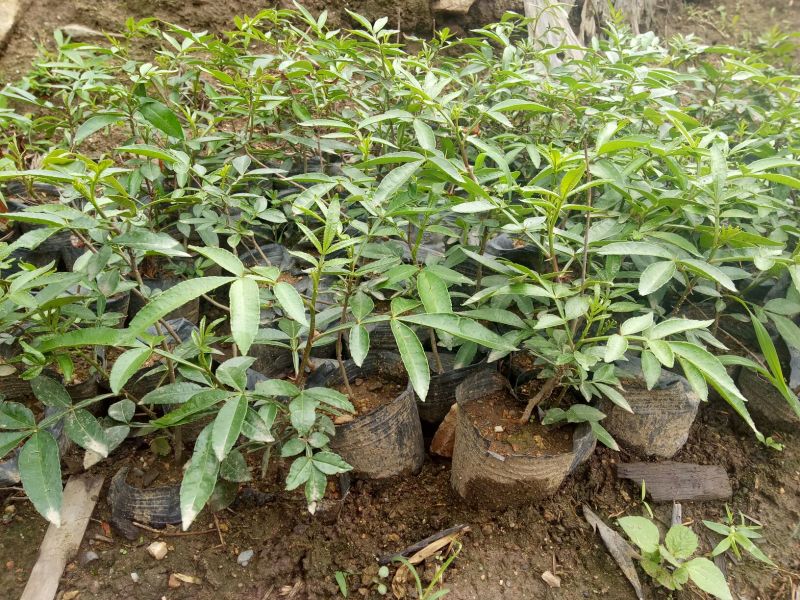 花椒苗0.5~1年大红袍，苗子粗壮