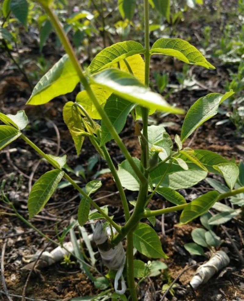 核桃苗薄皮核桃嫁接核桃苗品种纯正50~100cm