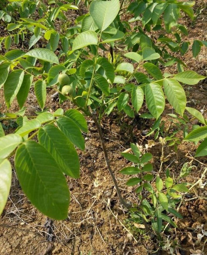 核桃苗薄皮核桃嫁接核桃苗品种纯正50~100cm