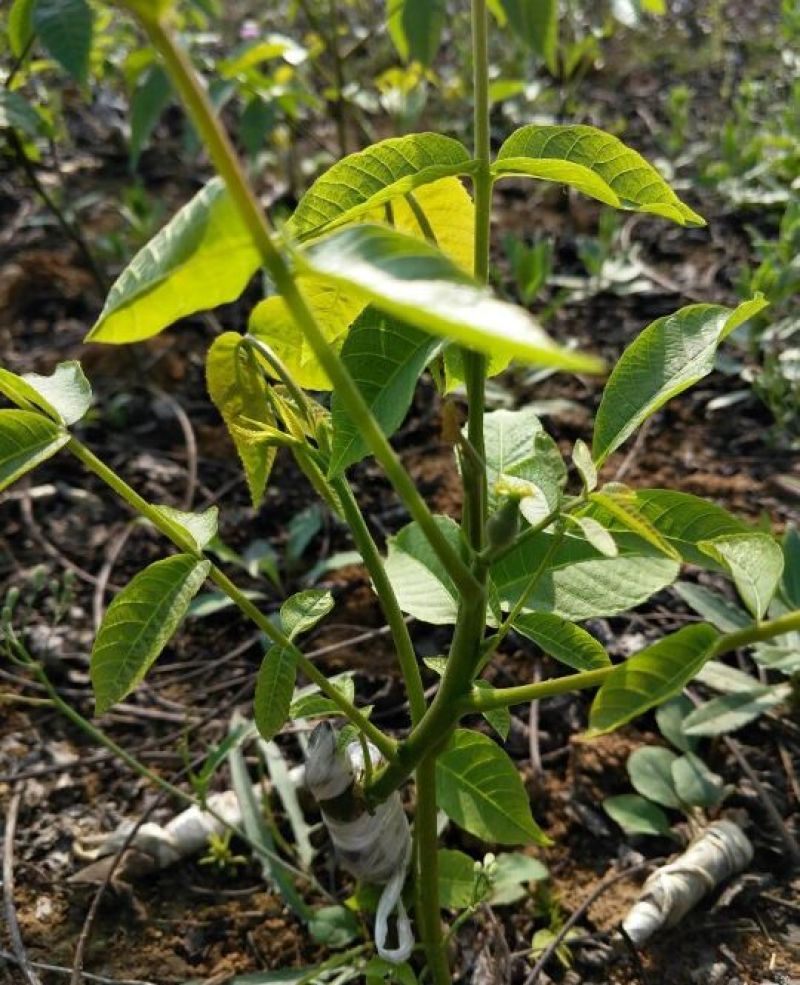 薄皮核桃苗一年苗50~100cm