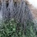 花椒苗0.5~1年泰山脚下育苗基地泰山大红袍花椒苗