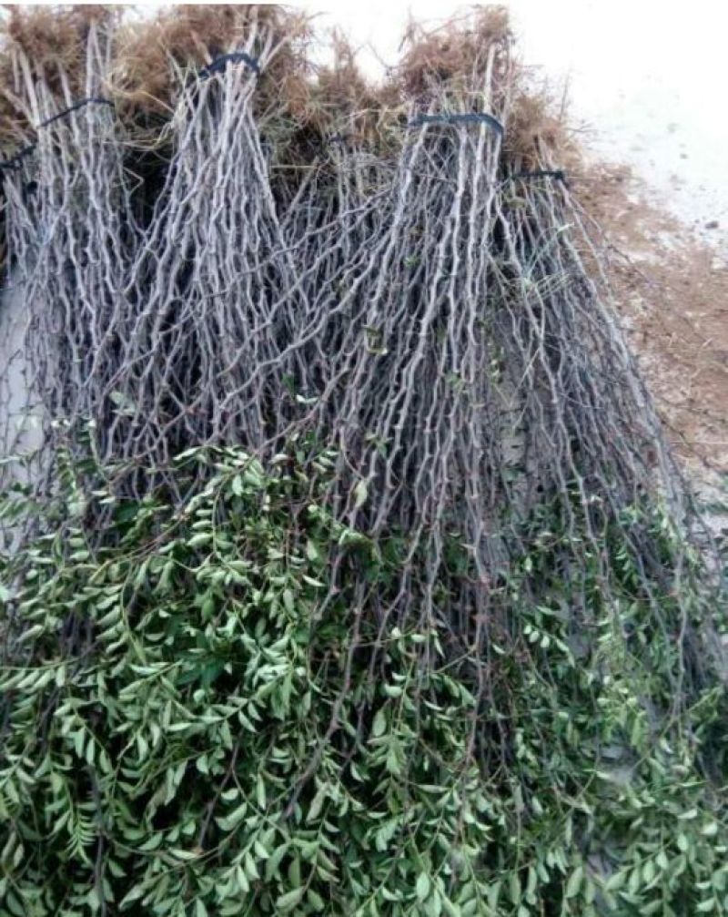 花椒苗0.5~1年泰山脚下育苗基地泰山大红袍花椒苗