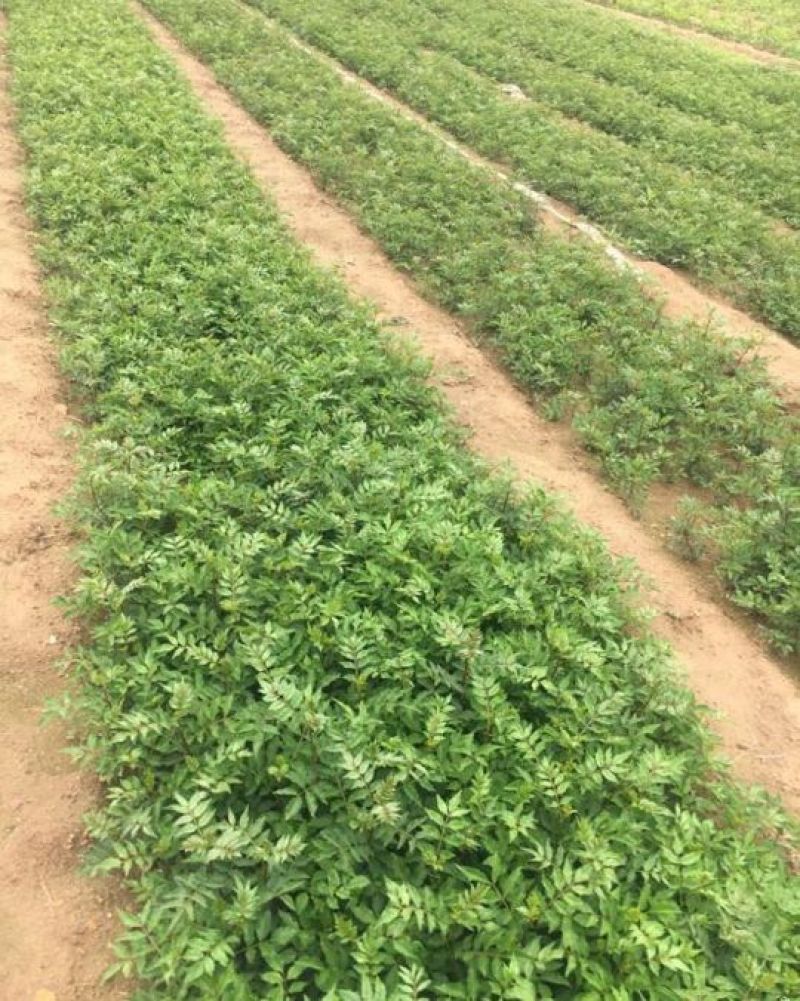 花椒苗0.5~1年泰山脚下育苗基地泰山大红袍花椒苗