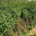 花椒苗0.5~1年泰山脚下育苗基地泰山大红袍花椒苗