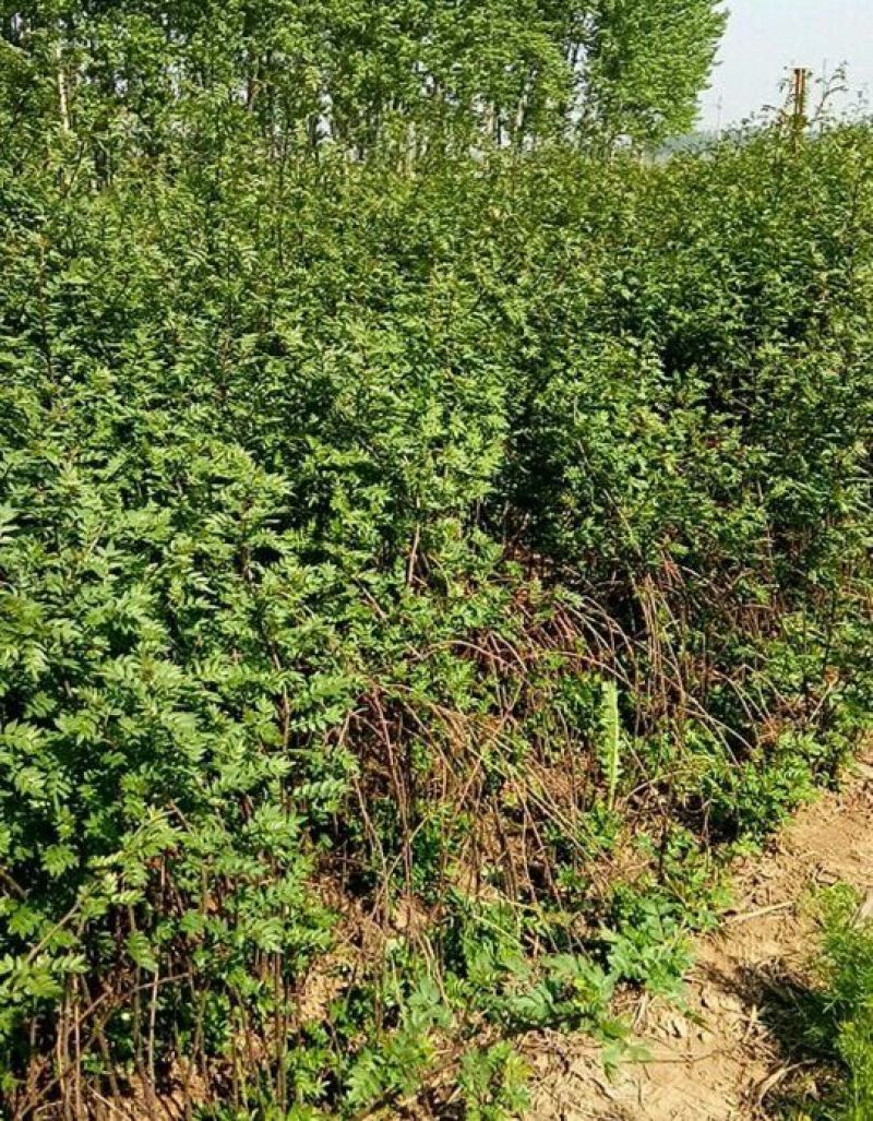 花椒苗0.5~1年泰山脚下育苗基地泰山大红袍花椒苗
