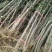 花椒苗0.5~1年泰山脚下育苗基地泰山大红袍花椒苗
