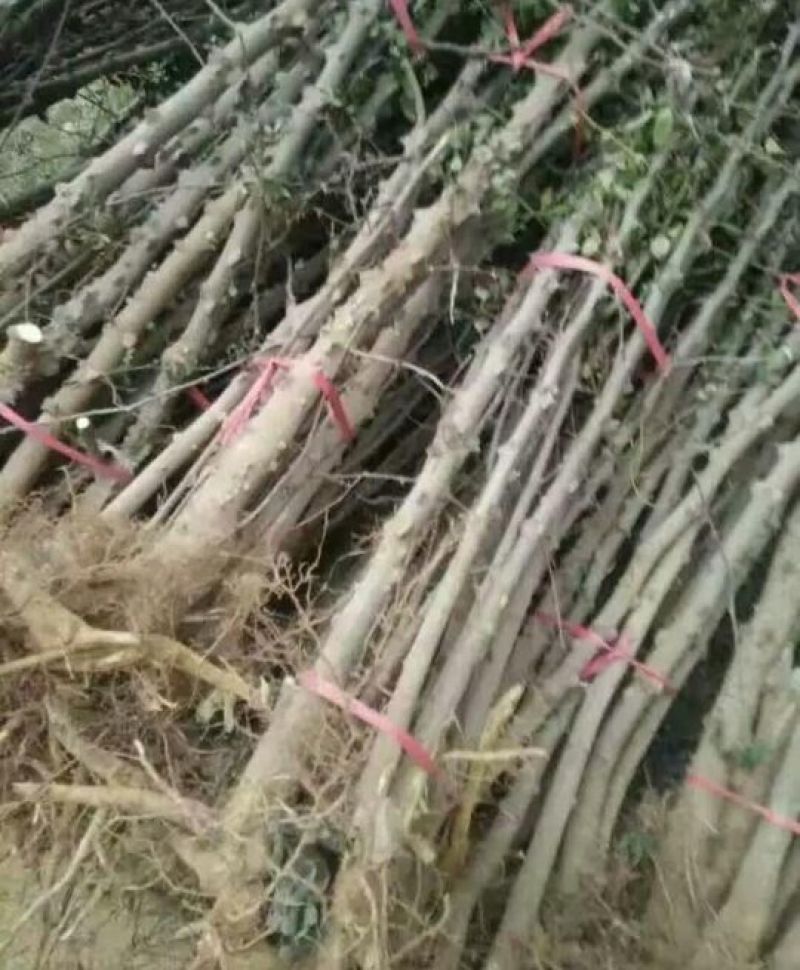花椒苗0.5~1年泰山脚下育苗基地泰山大红袍花椒苗