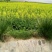 油菜籽1